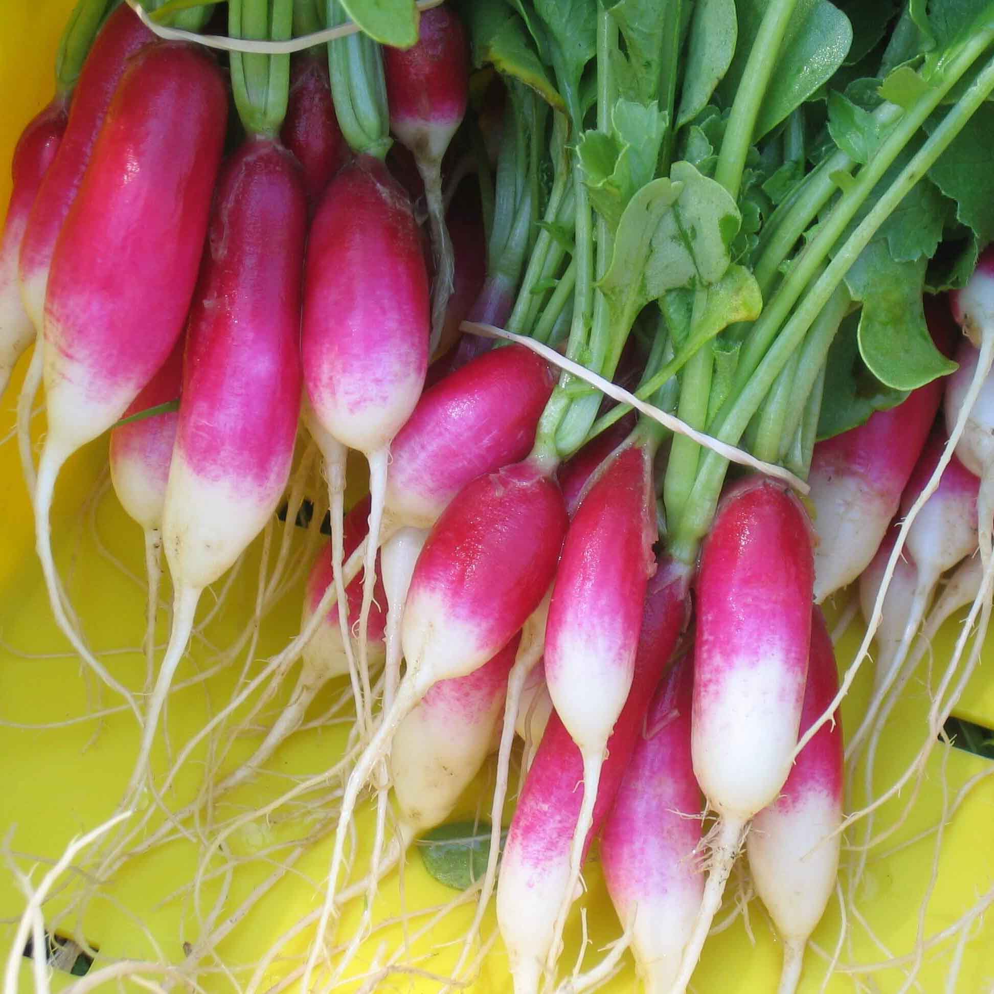 Radish Ranch French Breakfast Radish Bunches | Greens N Things Urban Farm