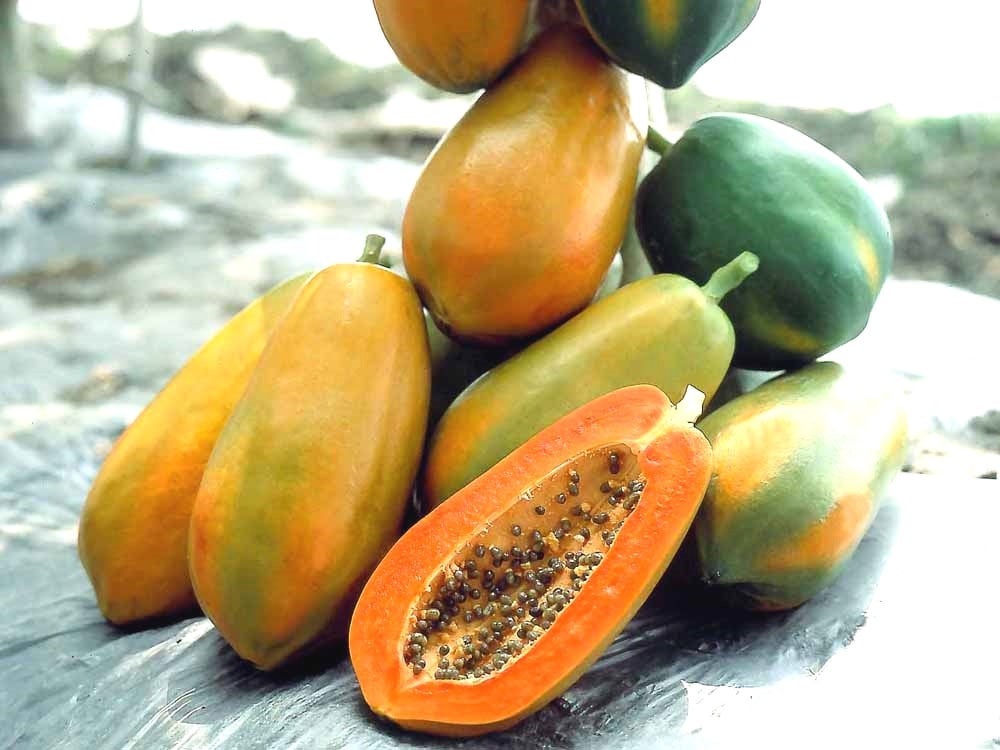 Papaya Tree Waimanalo | Greens N Things Urban Farm